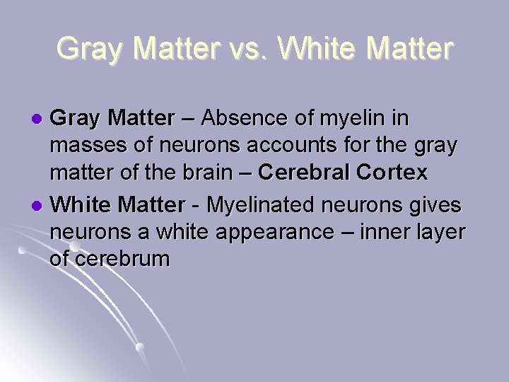 Gray Matter vs. White Matter Gray Matter – Absence of myelin in masses of