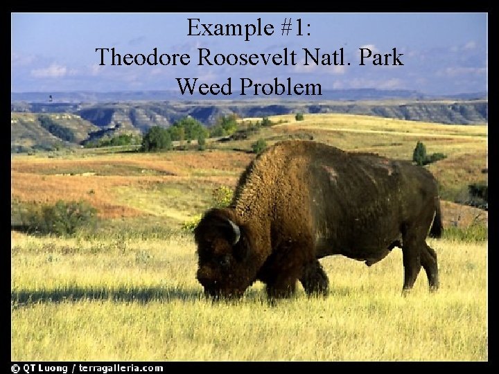 Example #1: Theodore Roosevelt Natl. Park Weed Problem 