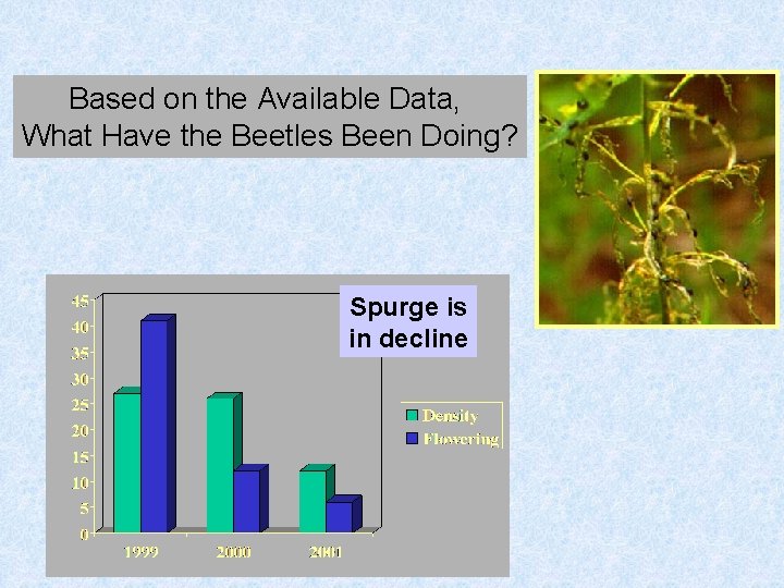 Based on the Available Data, What Have the Beetles Been Doing? Spurge is in