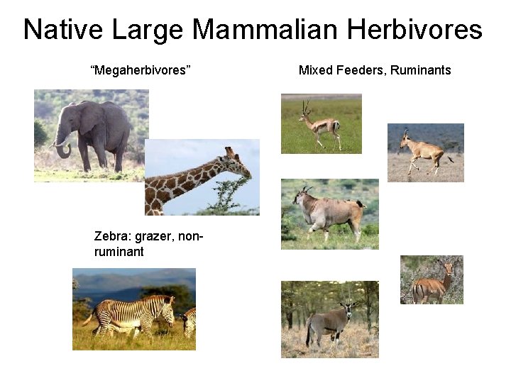 Effects of Soil Type and Fertility and Large