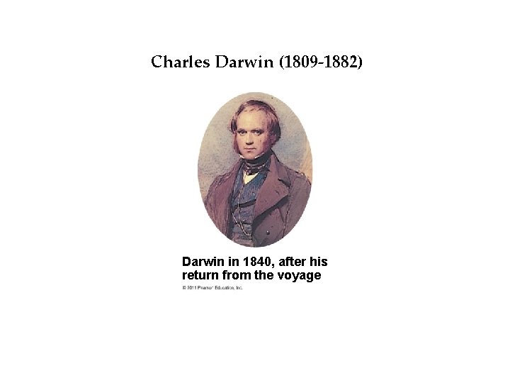 Darwin’s Idea Charles Darwin. Big (1809 -1882) Darwin in 1840, after his return from