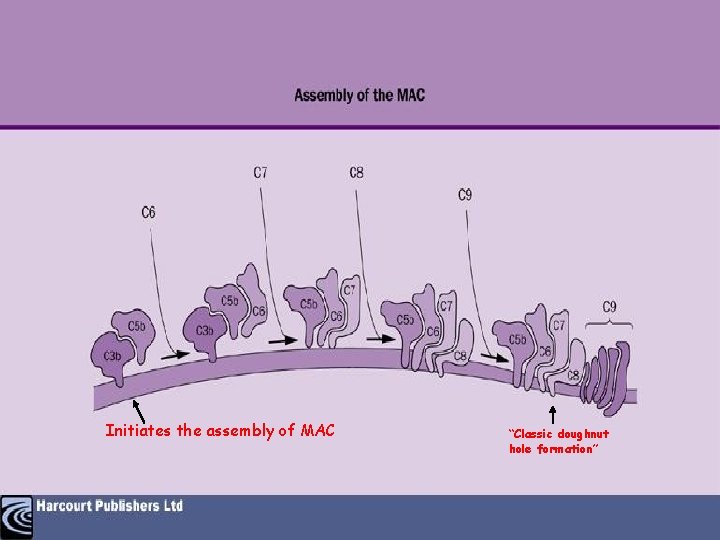 Initiates the assembly of MAC “Classic doughnut hole formation” 