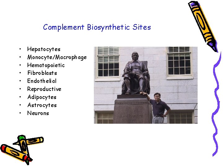 Complement Biosynthetic Sites • • • Hepatocytes Monocyte/Macrophage Hematopoietic Fibroblasts Endothelial Reproductive Adipocytes Astrocytes