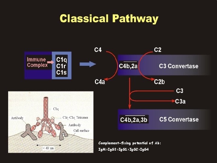 Complement-fixing potential of Ab: Ig. M>Ig. G 3>Ig. G 1>Ig. G 2>Ig. G 4