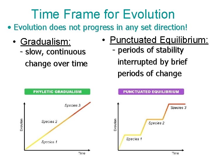 Time Frame for Evolution • Evolution does not progress in any set direction! •