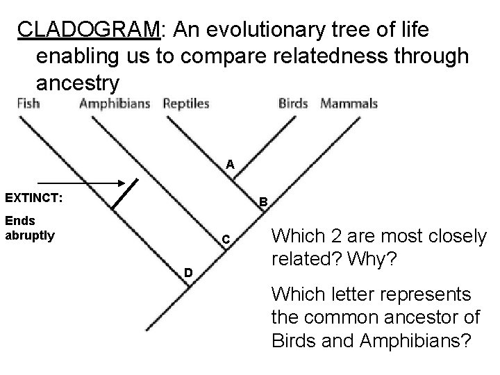 CLADOGRAM: An evolutionary tree of life enabling us to compare relatedness through ancestry A