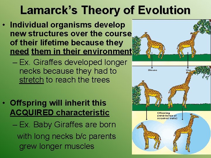 Lamarck’s Theory of Evolution • Individual organisms develop new structures over the course of