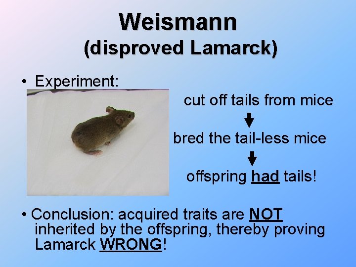 Weismann (disproved Lamarck) • Experiment: cut off tails from mice bred the tail-less mice