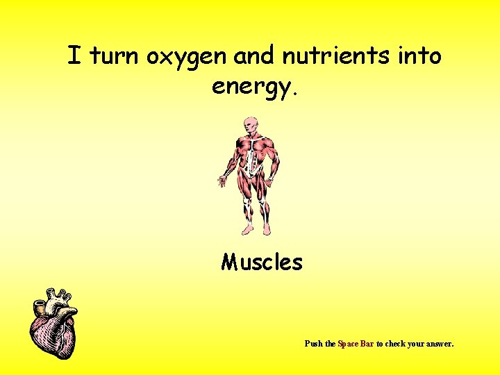 I turn oxygen and nutrients into energy. Muscles Push the Space Bar to check