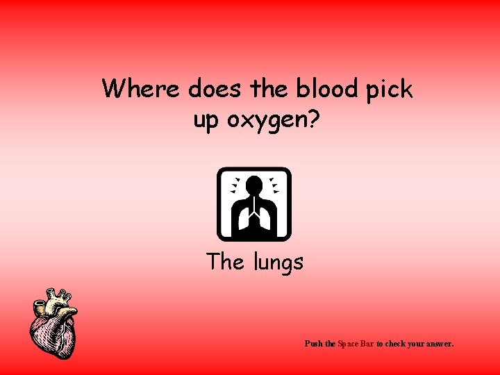 Where does the blood pick up oxygen? The lungs Push the Space Bar to