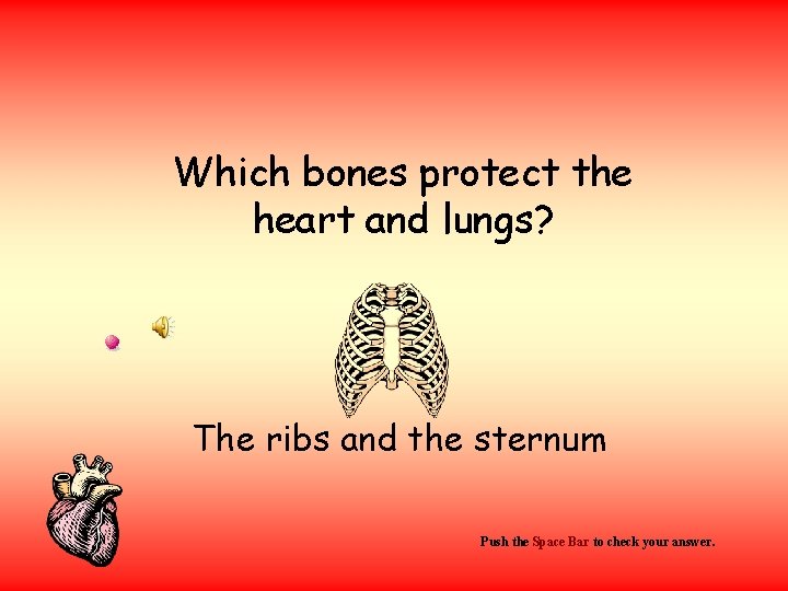 Which bones protect the heart and lungs? The ribs and the sternum Push the