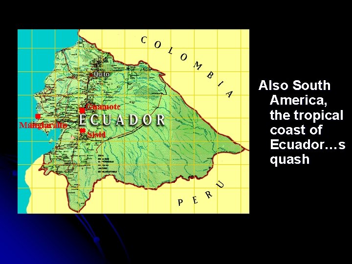 Also South America, the tropical coast of Ecuador…s quash Also South America, the tropical coast of Ecuador…s quash