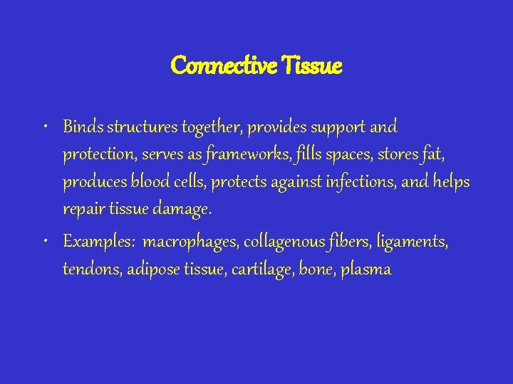 Connective Tissue • Binds structures together, provides support and protection, serves as frameworks, fills