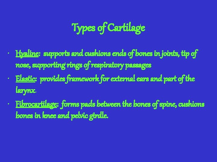 Types of Cartilage • Hyaline: supports and cushions ends of bones in joints, tip