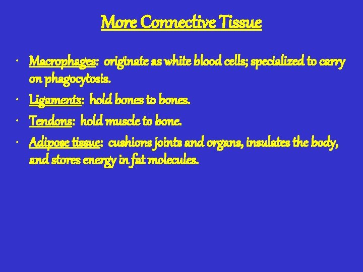 More Connective Tissue • Macrophages: originate as white blood cells; specialized to carry on