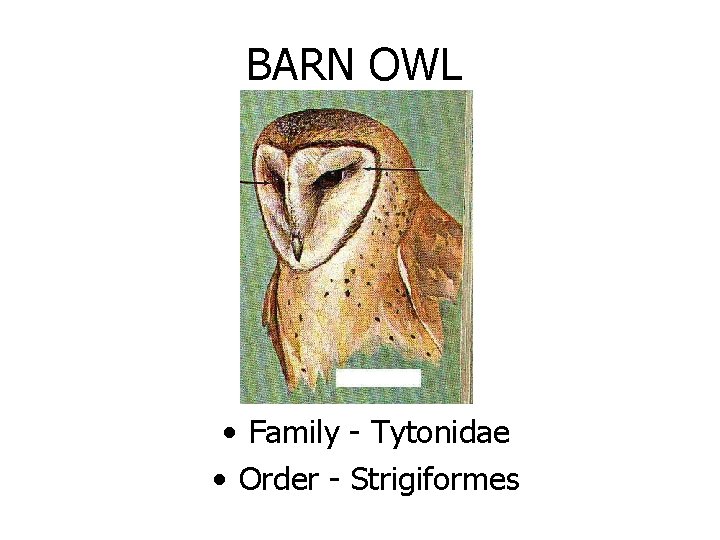 BARN OWL • Family - Tytonidae • Order - Strigiformes 