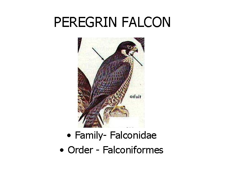 PEREGRIN FALCON • Family- Falconidae • Order - Falconiformes 