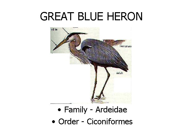 GREAT BLUE HERON • Family - Ardeidae • Order - Ciconiformes 