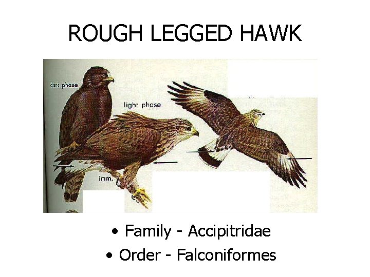 ROUGH LEGGED HAWK • Family - Accipitridae • Order - Falconiformes 