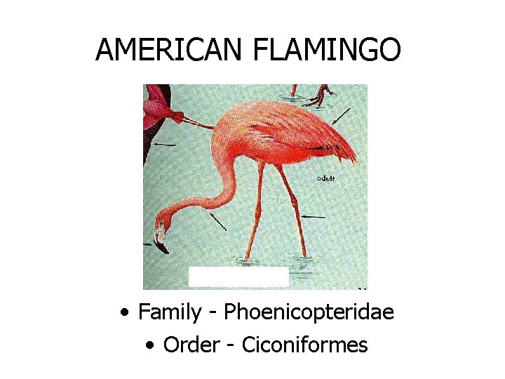 AMERICAN FLAMINGO • Family - Phoenicopteridae • Order - Ciconiformes 