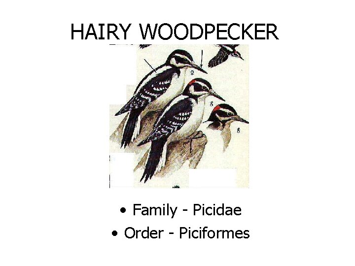 HAIRY WOODPECKER • Family - Picidae • Order - Piciformes 