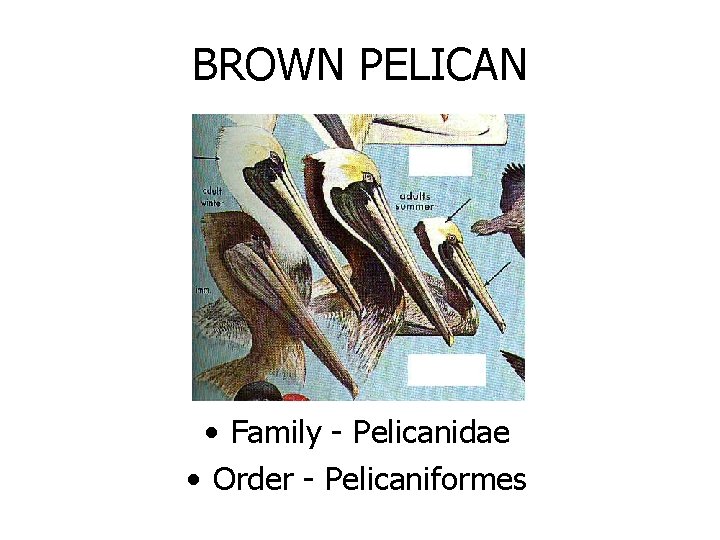 BROWN PELICAN • Family - Pelicanidae • Order - Pelicaniformes 