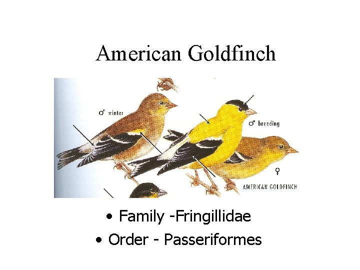 American Goldfinch • Family -Fringillidae • Order - Passeriformes 