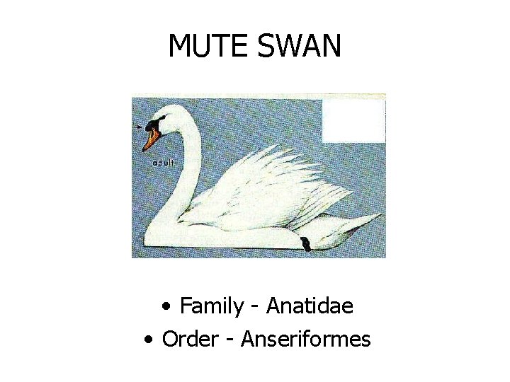 MUTE SWAN • Family - Anatidae • Order - Anseriformes 