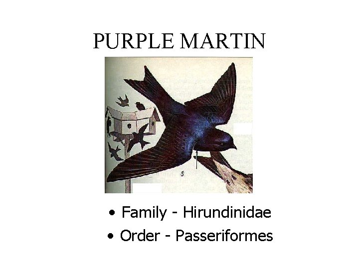 PURPLE MARTIN • Family - Hirundinidae • Order - Passeriformes 