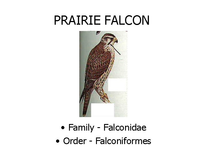 PRAIRIE FALCON • Family - Falconidae • Order - Falconiformes 