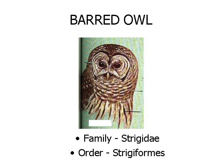 BARRED OWL • Family - Strigidae • Order - Strigiformes 