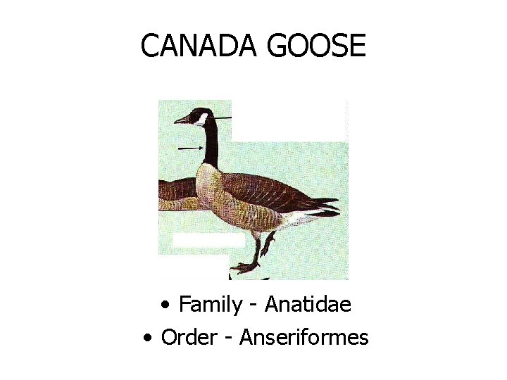 CANADA GOOSE • Family - Anatidae • Order - Anseriformes 