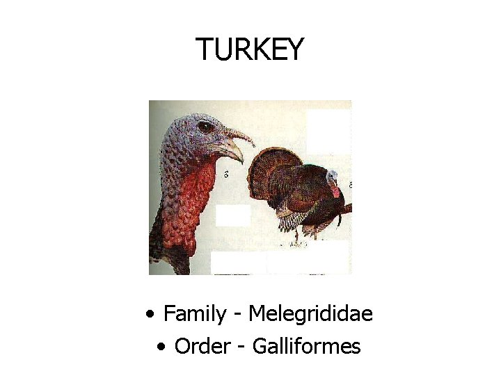 TURKEY • Family - Melegrididae • Order - Galliformes 