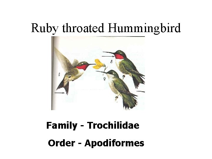 Ruby throated Hummingbird Family - Trochilidae Order - Apodiformes 