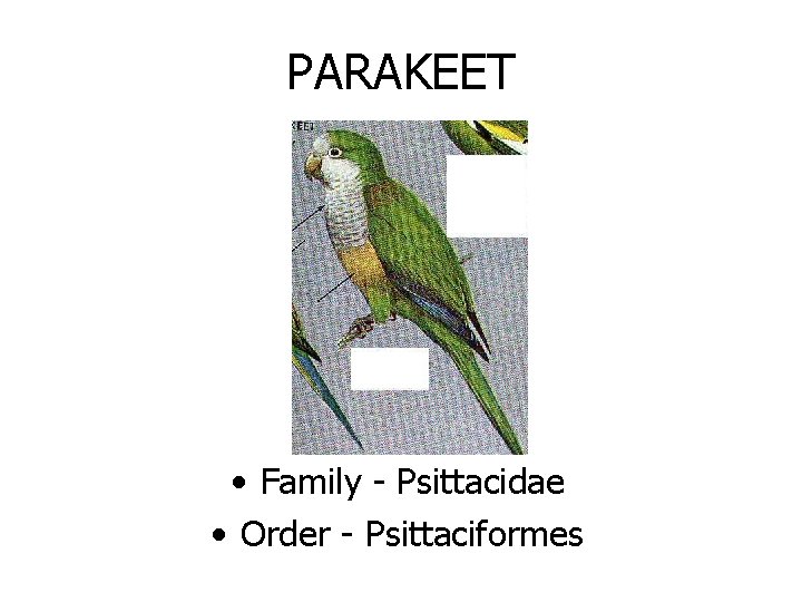 PARAKEET • Family - Psittacidae • Order - Psittaciformes 