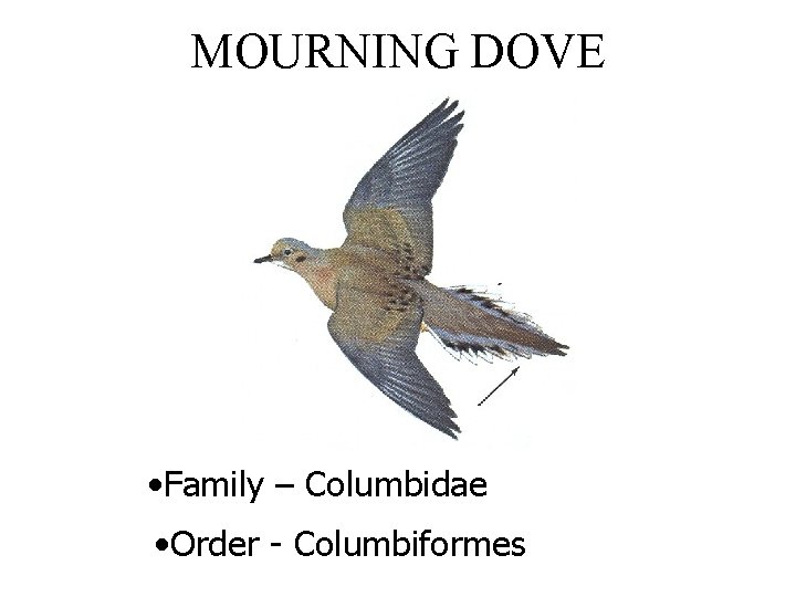 MOURNING DOVE • Family – Columbidae • Order - Columbiformes 