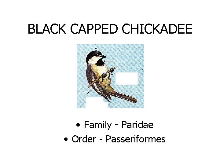 BLACK CAPPED CHICKADEE • Family - Paridae • Order - Passeriformes 