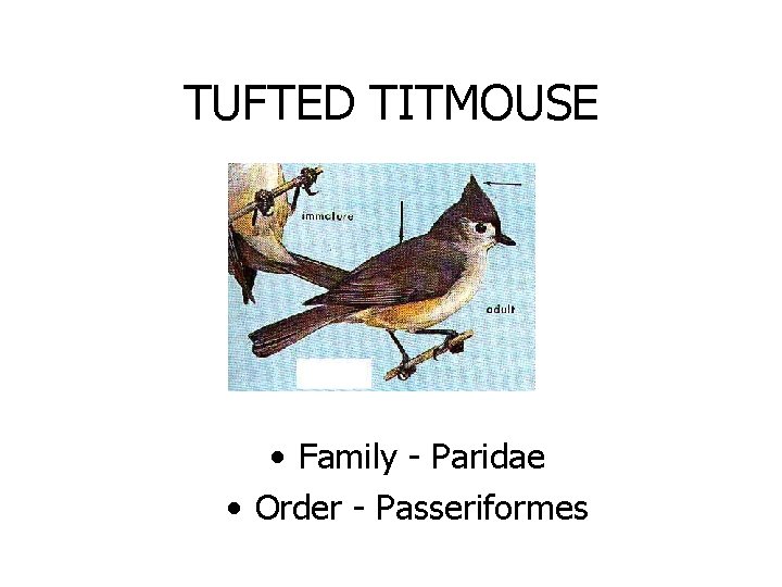 TUFTED TITMOUSE • Family - Paridae • Order - Passeriformes 