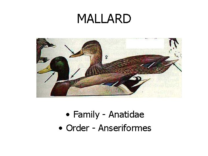 MALLARD • Family - Anatidae • Order - Anseriformes 
