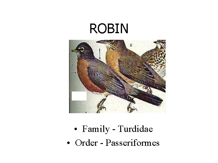 ROBIN • Family - Turdidae • Order - Passeriformes 