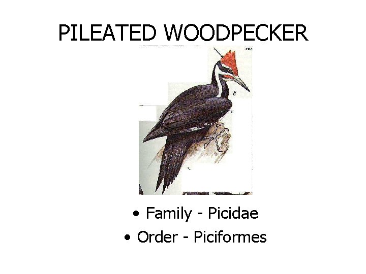 PILEATED WOODPECKER • Family - Picidae • Order - Piciformes 