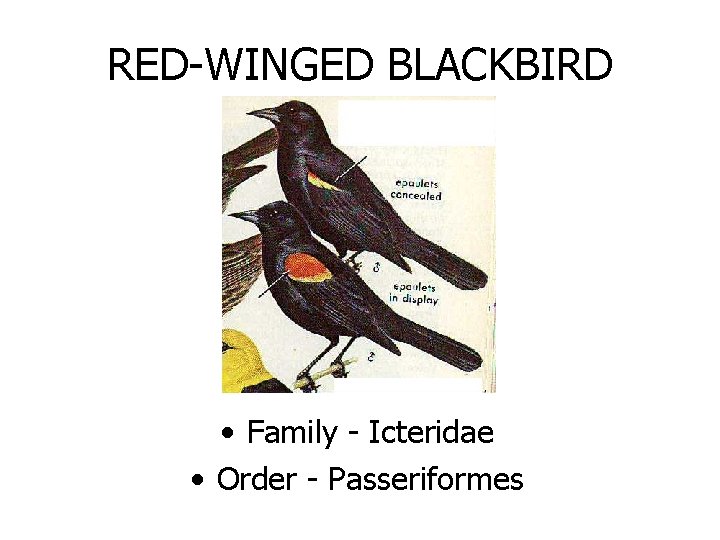 RED-WINGED BLACKBIRD • Family - Icteridae • Order - Passeriformes 