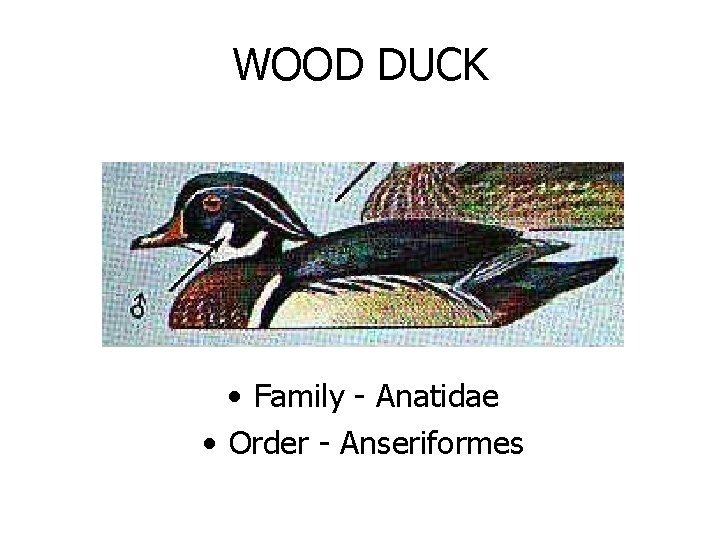 WOOD DUCK • Family - Anatidae • Order - Anseriformes 