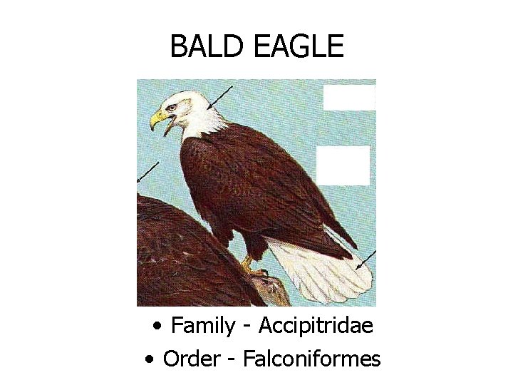 BALD EAGLE • Family - Accipitridae • Order - Falconiformes 