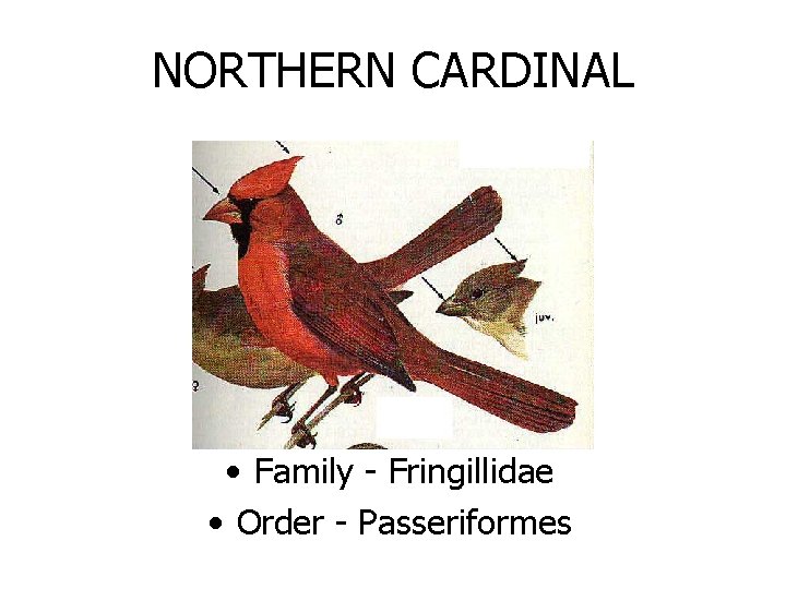 NORTHERN CARDINAL • Family - Fringillidae • Order - Passeriformes 
