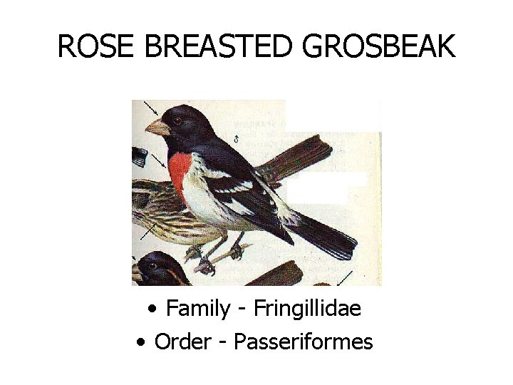 ROSE BREASTED GROSBEAK • Family - Fringillidae • Order - Passeriformes 