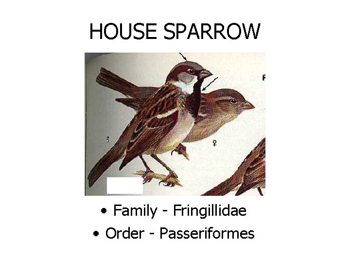 HOUSE SPARROW • Family - Fringillidae • Order - Passeriformes 