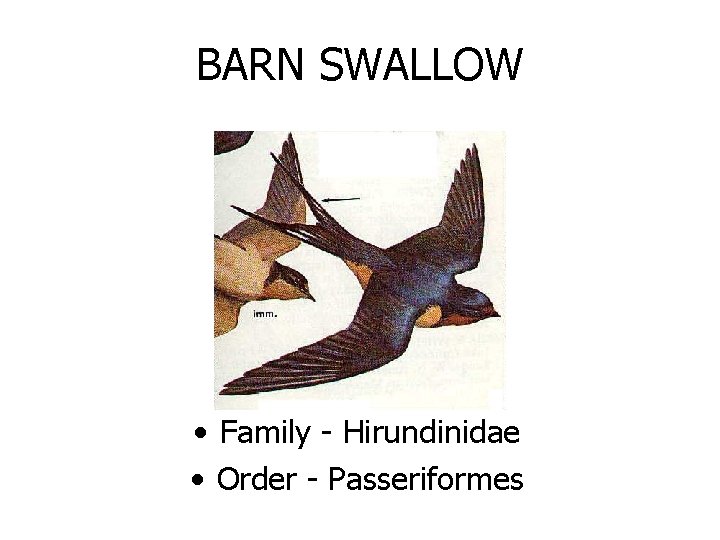 BARN SWALLOW • Family - Hirundinidae • Order - Passeriformes 