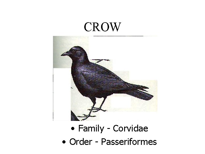 CROW • Family - Corvidae • Order - Passeriformes 