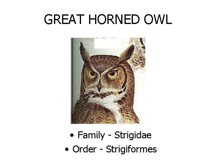 GREAT HORNED OWL • Family - Strigidae • Order - Strigiformes 